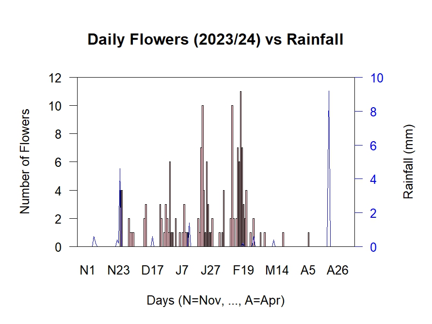 Flowers vs Rain 2023/24